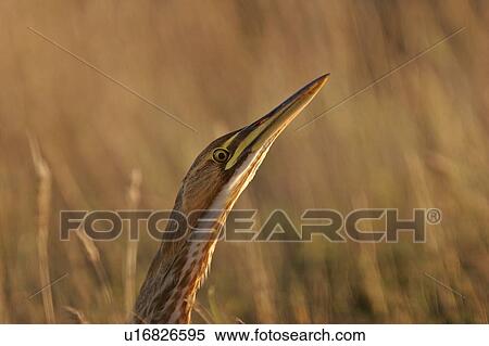 Stock Photography - lake, bittern, eyebrow, road, causeway, american. Fotosearch