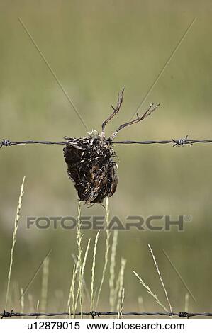 Stock Photography - lake, caught, chaplin, strand, barbedwire, bird. Fotosearch