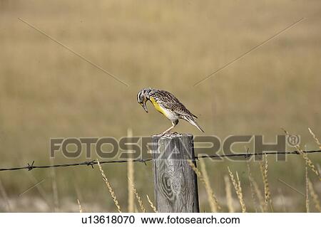 lake, meadowlark, chaplin, post, fence, western View Large Photo Image Stock Image - lake, meadowlark, chaplin, post, fence, western. Fotosearch