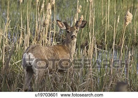 Stock Image - lake, mule, chaplin, buck, deer, young. Fotosearch