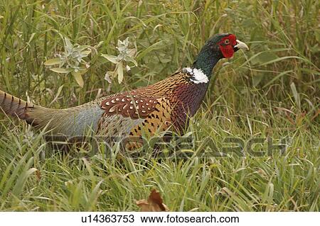 lake, ringnecked, pound, buffalo, pheasant, male View Large Photo Image Stock Image - lake, ringnecked, pound, buffalo, pheasant, male. Fotosearch
