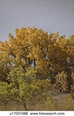 Stock Photo - lake, shore, north, diefenbakers, autumn. Fotosearch