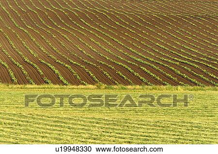 Stock Image - landing, squash, prairie, ebeys, lines, rows. Fotosearch