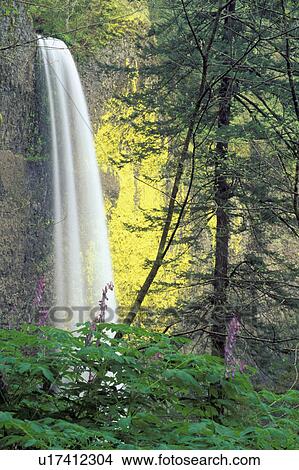 landscape, river, oregon, columbia, cliff, flower View Large Photo Image Picture - landscape, river, oregon, columbia, cliff, flower. Fotosearch
