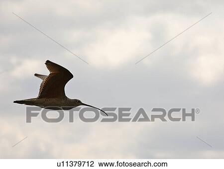 large, curlew, very, americanus, numenius, longbilled View Large Photo Image Stock Image - large, curlew, very, americanus, numenius, longbilled. Fotosearch