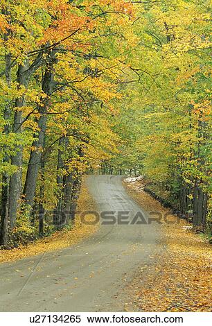 Stock Photography - leaf, autumn, usa, england, orange, vt. Fotosearch