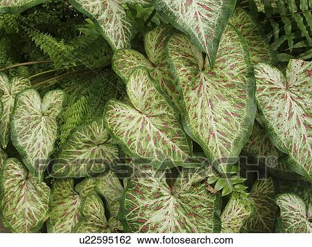Stock Image - leaves, garden, peaceful, beautiful, heart. Fotosearch
