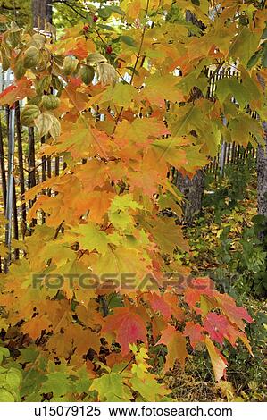 leaves, wisconsin, bayfield, fall, maple View Large Photo Image Stock Photography - leaves, wisconsin, bayfield, fall, maple. Fotosearch