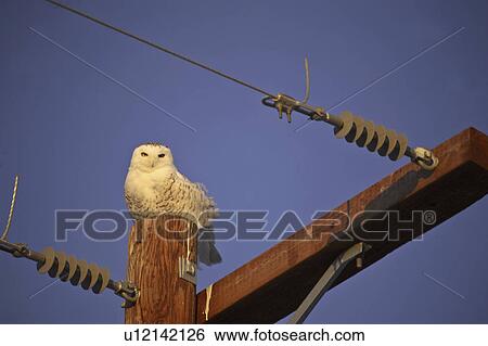 Stock Photograph - length, owl, large, scandiacus, bubo, snowy. Fotosearch