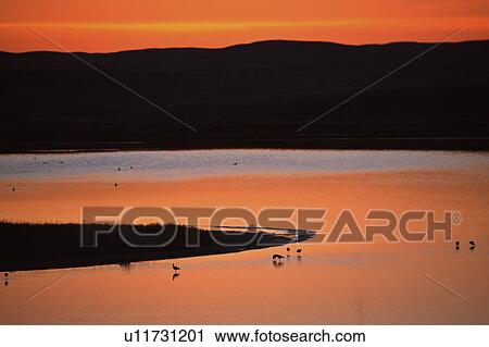 Stock Image - lighting, pothole, swimming, ducks, sunrise. Fotosearch
