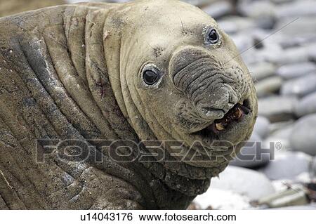 Stock Photograph - lion, sealion, sea, islands, falkland, southern. Fotosearch