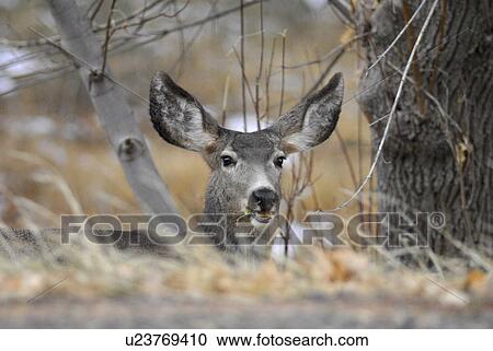looking, wild, grazing, eating, wildlife, deer View Large Photo Image Stock Image - looking, wild, grazing, eating, wildlife, deer. Fotosearch