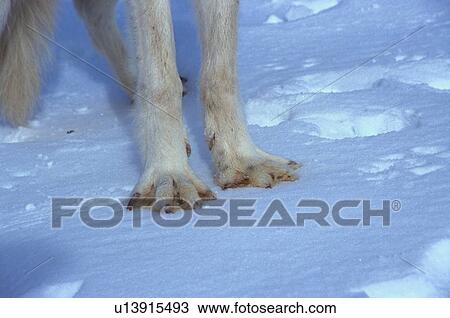 Stock Image - lupus, mammals, canis, gray, wolf, animals. Fotosearch