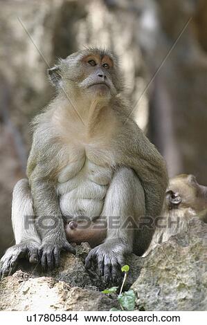 mammal, animal, ape, simian, wild, 2006 View Large Photo Image Picture - mammal, animal, ape, simian, wild, 2006. Fotosearch