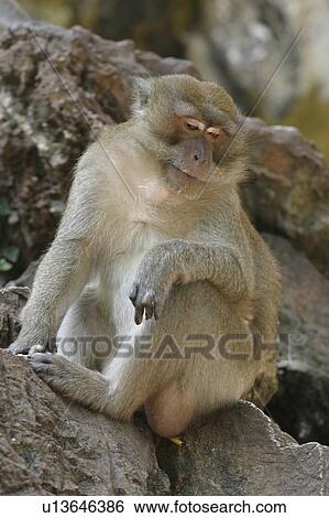 Stock Photograph - mammal, animal, ape, simian, wild, 2006. Fotosearch