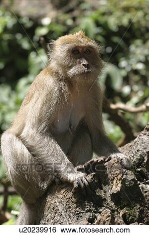mammal, animal, ape, simian, wild, 2006 View Large Photo Image Stock Photograph - mammal, animal, ape, simian, wild, 2006. Fotosearch