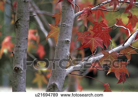 maple, autumn, tree, leaves, leaf, fall View Large Photo Image Stock Photo - maple, autumn, tree, leaves, leaf, fall. Fotosearch