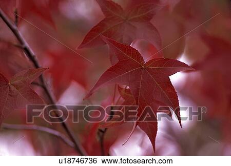 Stock Photograph - maple, autumn, tree, leaves, leaf, fall. Fotosearch