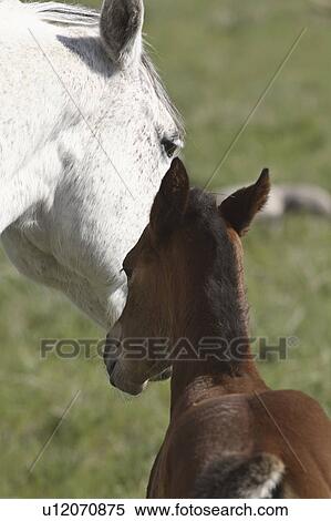 Stock Photography - mare, dam, canada, saskatchewan, scenic, colt. Fotosearch