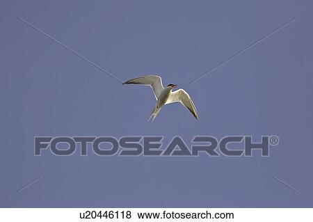 Stock Photo - marshes, tern, lake, chaplin, flight, forsters. Fotosearch