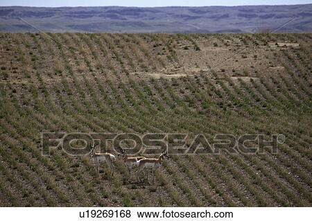 Stock Photo - member, antelope, surviving, americana, antilocapra, pronghorn. Fotosearch