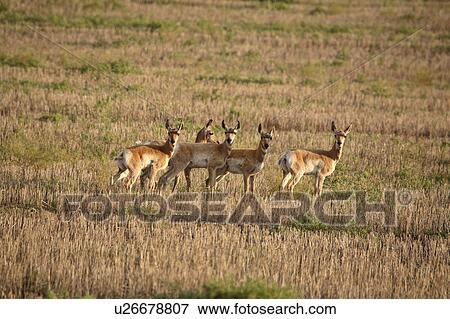 member, antelope, surviving, americana, antilocapra, pronghorn View Large Photo Image Stock Photo - member, antelope, surviving, americana, antilocapra, pronghorn. Fotosearch