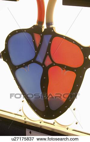 Stock Photo - minnesota, display, paul, museum, science, heart. Fotosearch