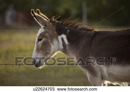 Stock Image - mitchellton, pasture, canada, saskatchewan, scenic, donkey. Fotosearch