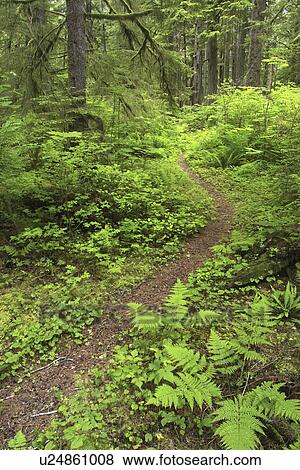 mora, through, forest, grown, old, trail View Large Photo Image Stock Photo - mora, through, forest, grown, old, trail. Fotosearch