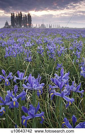 mount, blue, morning, foggy, iris, field View Large Photo Image Stock Image - mount, blue, morning, foggy, iris, field. Fotosearch