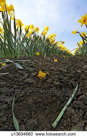mount, daffodils, soil, rich, growing, yellow View Large Photo Image Stock Image - mount, daffodils, soil, rich, growing, yellow. Fotosearch