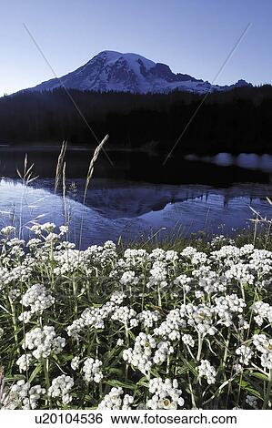 Stock Photograph - mount, everlasting, lakes, reflection, shore, pearly. Fotosearch