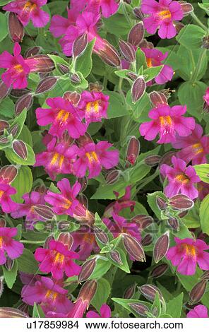Picture - mount, monkeyflower, paradise, lewisii, mimulus, lewis. Fotosearch