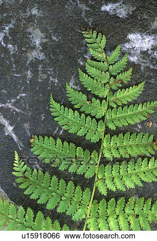 Stock Photograph - mountains, vermont, england, frond, rock, vt. Fotosearch