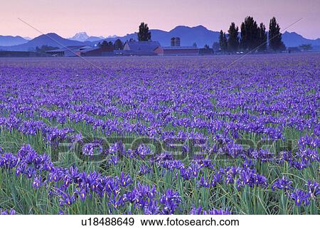Stock Photo - mt, blue, mount, sunrise, iris, field. Fotosearch