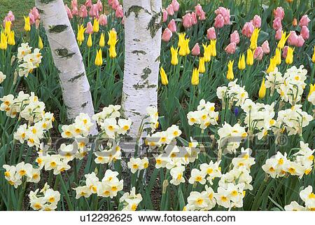 mt, daffodils, mount, gardens, display, tulips View Large Photo Image Stock Photography - mt, daffodils, mount, gardens, display, tulips. Fotosearch