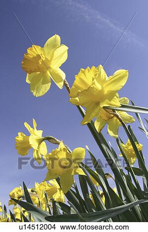 Picture - mt, daffodils, mount, sky, blue, yellow. Fotosearch