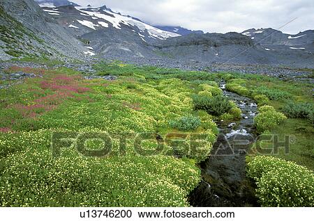 Stock Image - mt, lined, mount, paradise, stream, wildflower. Fotosearch