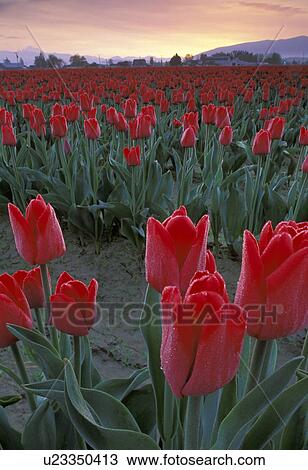 Stock Image - mt, red, mount, sunrise, tulips, field. Fotosearch