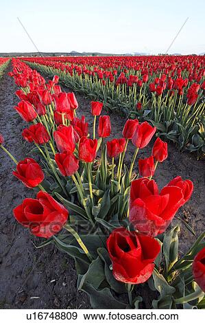 Stock Photo - mt, red, mount, sunrise, tulips, rows. Fotosearch