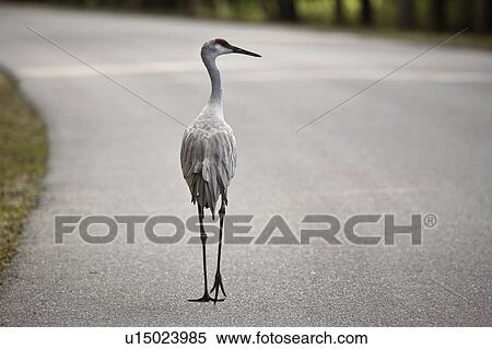 Stock Photography - myaka, crane, road, down, walking, sandhill. Fotosearch