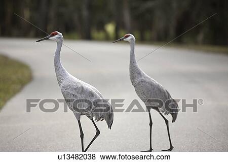 myaka, sandhill, road, walking, cranes, two View Large Photo Image Stock Photo - myaka, sandhill, road, walking, cranes, two. Fotosearch