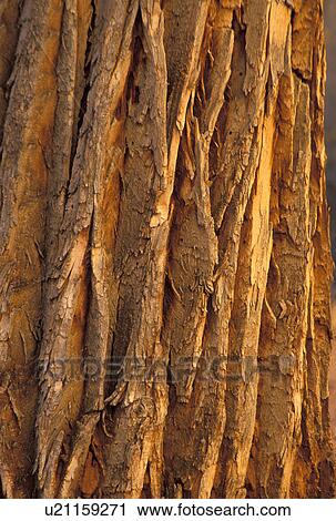 Stock Image - national, bark, canyonlands, district, maze, cottonwood. Fotosearch