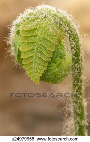 Stock Photo - national, forest, young, fiddlehead, green, one. Fotosearch