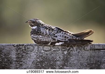 Stock Photo - national, nighthawk, grasslands, post, resting, common. Fotosearch