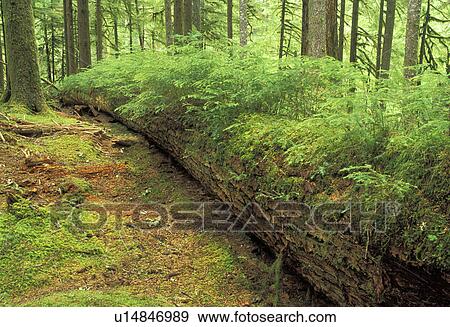 national, usa, pseudotsuga, soleduck, green, olympic View Large Photo Image Stock Photo - national, usa, pseudotsuga, soleduck, green, olympic. Fotosearch