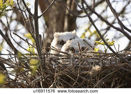 Stock Photograph - nest, predator, saskatchewan, owlets. Fotosearch