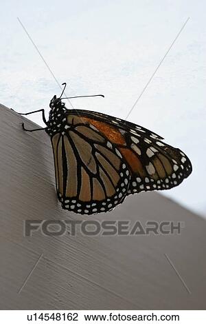 new, butterfly, scenic, island, north, colorful View Large Photo Image Stock Image - new, butterfly, scenic, island, north, colorful. Fotosearch