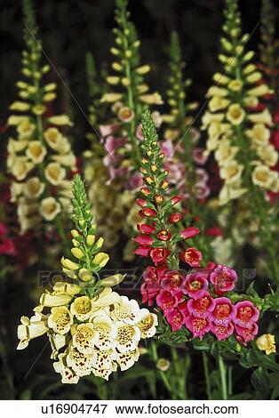 new, camelot, digitalis, scrophulariaceae, mix, foxglove View Large Photo Image Stock Photo - new, camelot, digitalis, scrophulariaceae, mix, foxglove. Fotosearch