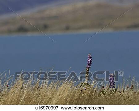 Stock Photo - new, tekapo, scenic, island, south, lake. Fotosearch